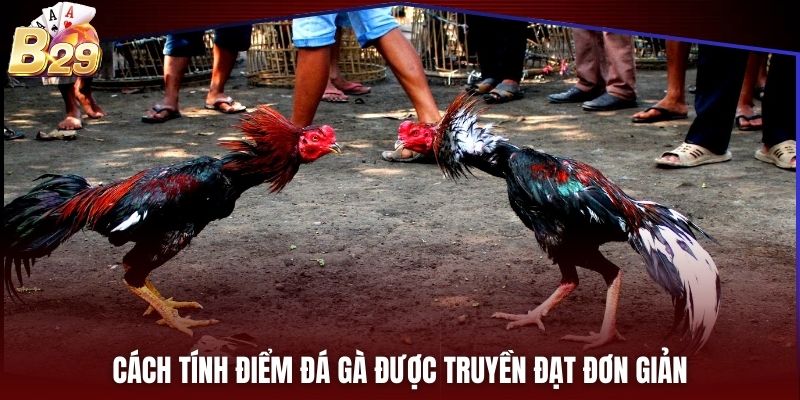 Cách tính điểm đá gà được truyền đạt đơn giản