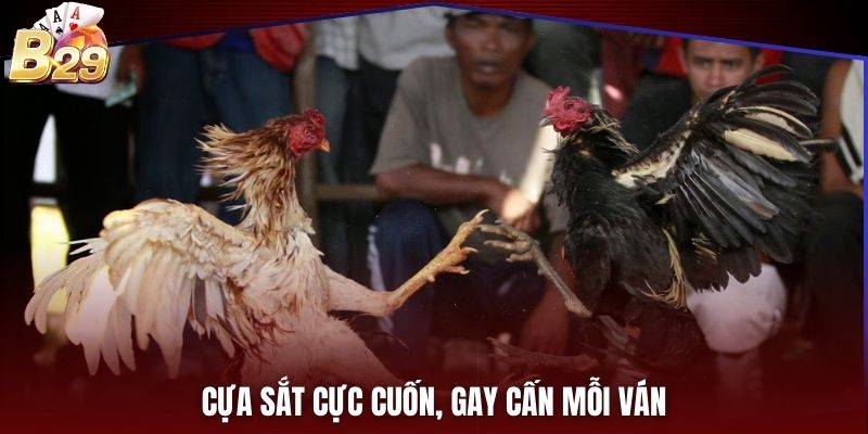 Cựa sắt cực cuốn, gay cấn mỗi ván