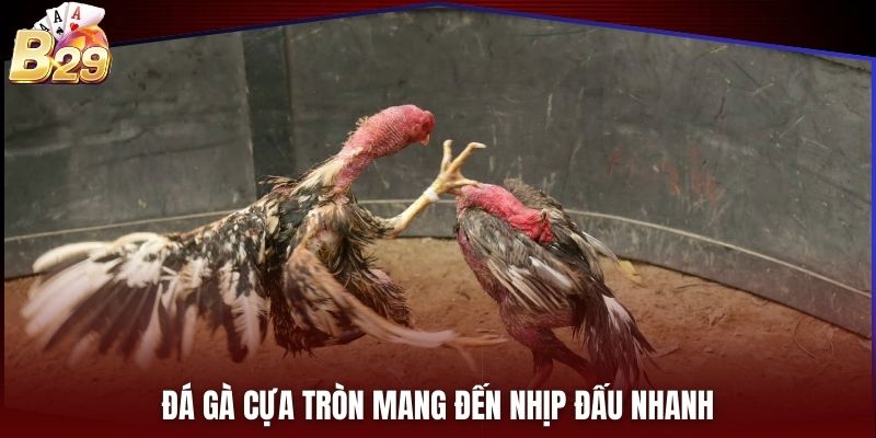 Đá gà cựa tròn mang đến nhịp đấu nhanh