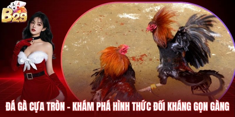 Đá Gà Cựa Tròn – Khám Phá Hình Thức Đối Kháng Gọn Gàng