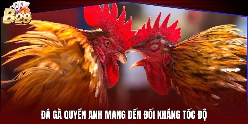 Đá gà quyền anh mang đến đối kháng tốc độ