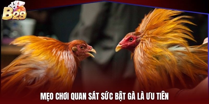Mẹo chơi quan sát sức bật gà là ưu tiên