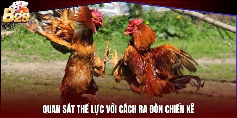 Quan sát thể lực với cách ra đòn chiến kê